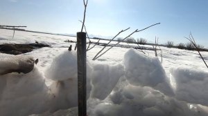Охота на гуся. Камчатка 2022 весна. часть 1