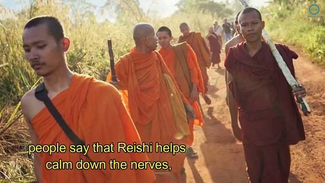 3 Herbs That Will Help Make Your Memory, Focus And Brain Work Better Than Ever смотреть онлайн