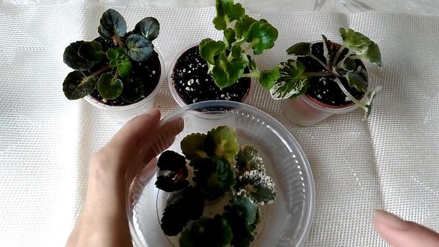 Мои Новинки! Крошки-очаровашки миниатюрки с гел-листвой и разной пестролистностью!УРА) смотреть онлайн