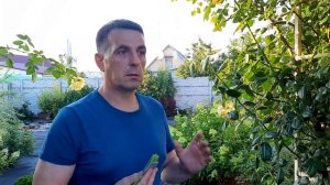 Как вылечить черную пятнистость на розах.