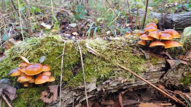 КАК ВЫРАСТАЕТ ГРИБ ЗОНТИК ЗА ДВА ДНЯ ! Грибная прогулка ! Грибы 2020 ! смотреть онлайн