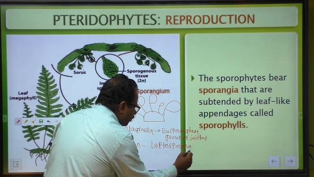 L6 Plant kingdom Pteridophyta смотреть онлайн