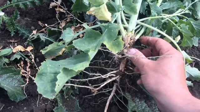 Горчица озимая желтая. Рассуждения вслух смотреть онлайн