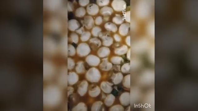 Тайский суп Том Ям смотреть онлайн