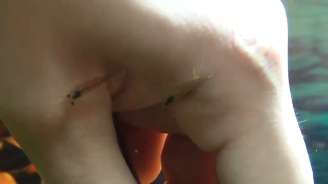 Ручные креветки от skripka_1 специально для http://aqualog.ru/ смотреть онлайн