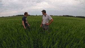 Ячмень яровой сорт Вакула. Поздний срок сева.