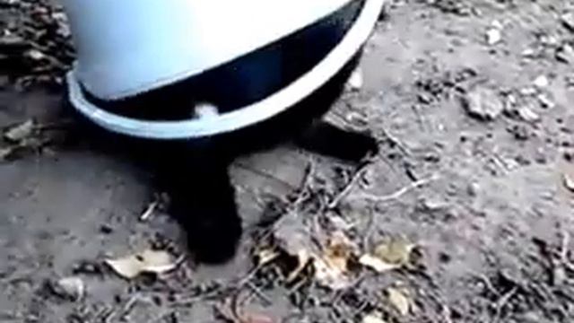 живое ведро смотреть онлайн