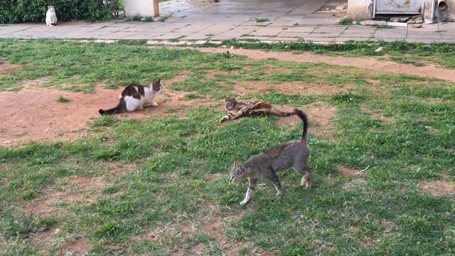 Young healthy cat offends an old sick cat 😾 смотреть онлайн