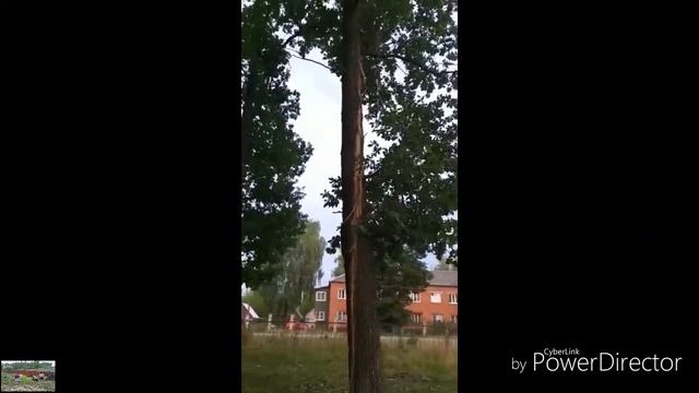 ДУБ ПОСЛЕ УДАРА /МОЛНИИ смотреть онлайн