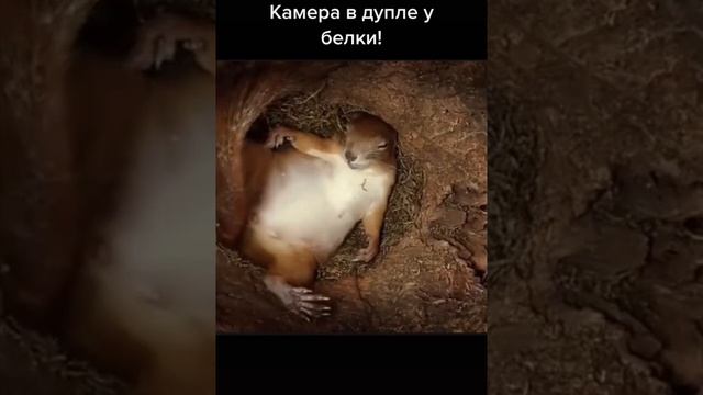 белка спит в дупле смотреть онлайн