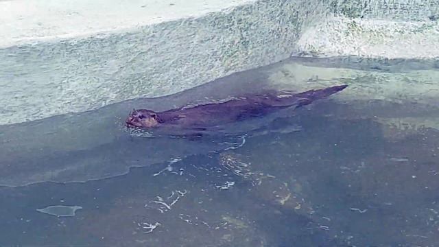 Otter the swimming master | COOL Relaxation Film 4K смотреть онлайн