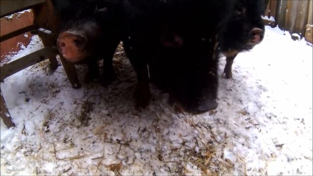 Вислобрюхие вьетнамские свиньи или большие белые свиньи смотреть онлайн