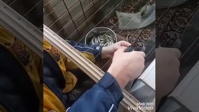 Как сушить корюшку используя степлер. смотреть онлайн