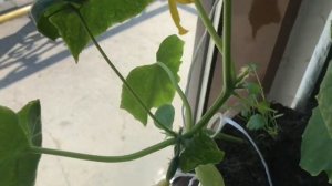 961. Выращивание Огурцов на подоконнике на фитильном поливе. 34 дня с момента посадки.