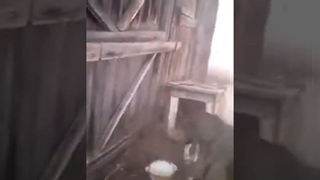 Что любят мои щенки и мой дед живодер! смотреть онлайн