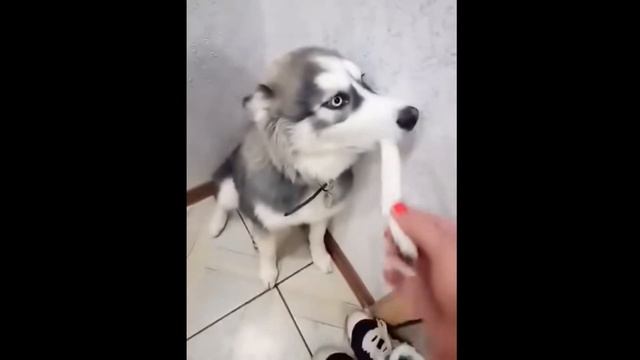 Пока нет никого дома Собаки