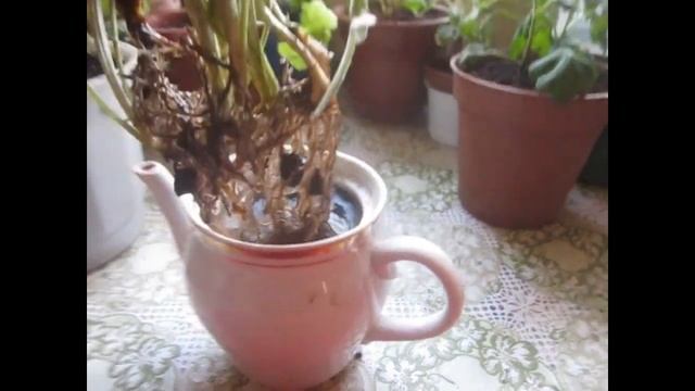 Газания(гацания) после зимовки.Пересадка черенков. смотреть онлайн