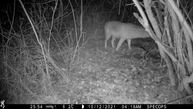 Фото-охота. Фотоловушка в горах Кыргызстана. Browning SpecOps. смотреть онлайн
