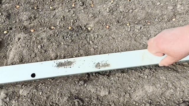 Весенняя посадка лука.