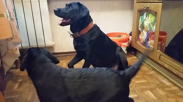 Лабрадор дрессировка 2 Тольятти