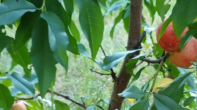 Нектарин Фантазия Nectarine Fantasia - классический нектарин старой формации смотреть онлайн