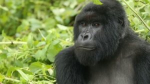 Учим Диких Животных Слон Домашних животных Корова Лев Бегемот Крокодил Развивающие Мультики