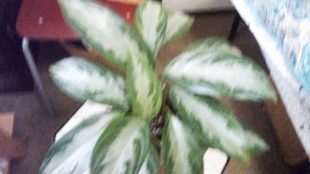 SILVER BAY AGLAONEMA ? смотреть онлайн