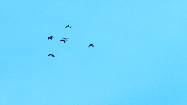 Привезли голубей. Решил снова попробовать .Тренирую,приучаю к дому. смотреть онлайн