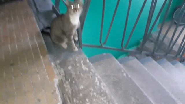 Кот Вася мышку поймал 😼 смотреть онлайн