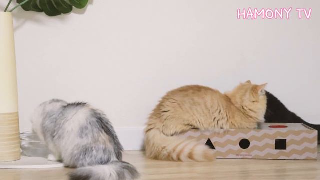 끝없는 플레이박스 놀이! 괜히 혼나는 아기고양이 망고 | 공부를 방해하지마라! | 먼치킨 숏레그 고양이 가족 - Munchkin short-legged cat family смотреть онлайн