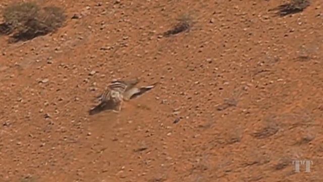 Birds of Prey Attacks. Birds attack. Compilation. смотреть онлайн