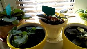 Когда фиалка зацветёт, после посадки детки.