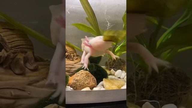 Какие виды аксолотлей существуют #аксолотль #axolotl