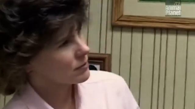 Все о собаках. Фризская бешона смотреть онлайн