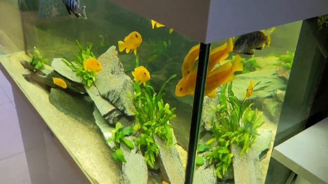 Planted Malawi Cichlid Setup - LOTS OF SAULOSI FRY! - Juwel Rio 180 смотреть онлайн