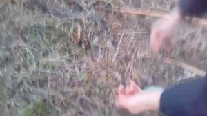 Ловлю фазана на рыболовные крючки !!