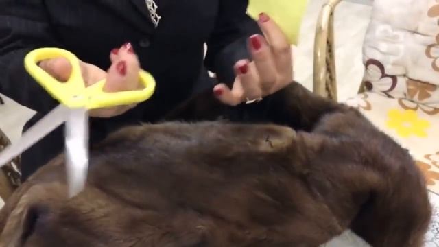 Как правильно пришить пуговицу на шубу в домашних условиях? смотреть онлайн