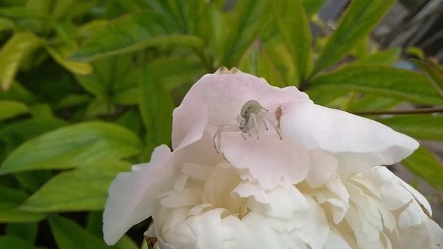 Белый паук-бокоход смотреть онлайн