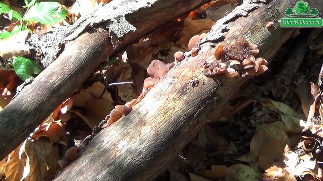 Auricularia Auricula Judae - Judino uho смотреть онлайн