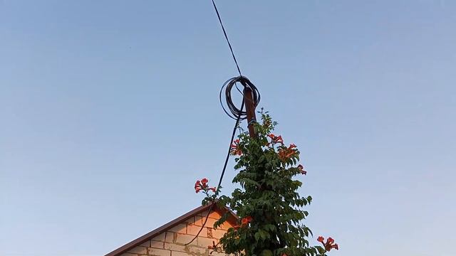 Павловнии,Петунии, Вечерний Полив,Воспоминания из Счастливого Детства :-)