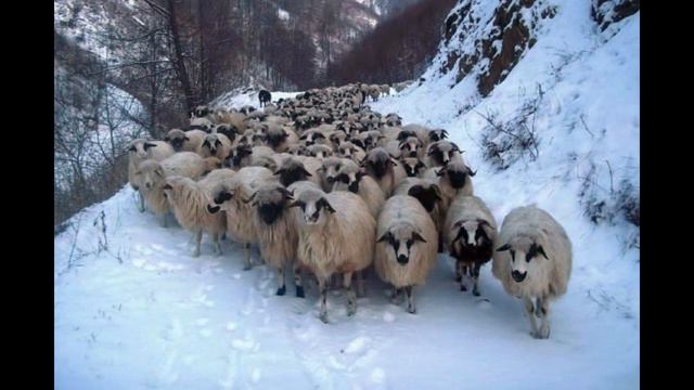 Strofe de iarnă George Topîrceanu Muzica&Voce:Vasile Bulicanu смотреть онлайн