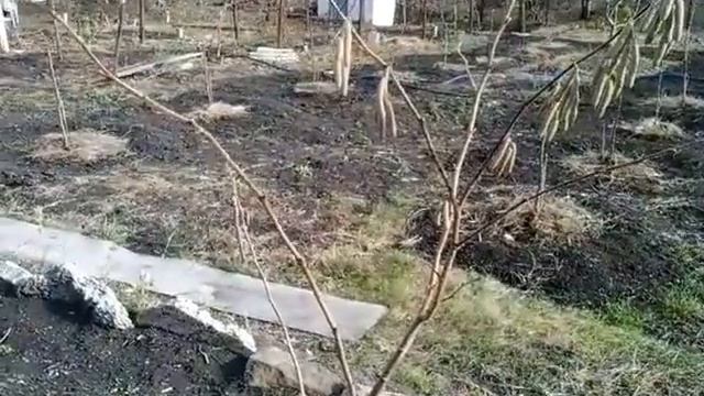 Фундук Трапезунд и его опылитель Керасунд( в последствии оказался сортом Озенбаш). смотреть онлайн