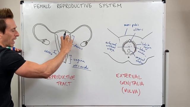 Female Reproductive System смотреть онлайн