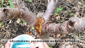 Черешня не просыпается после морозной зимы. Что делать? Лечим камедетечение #Башкирия