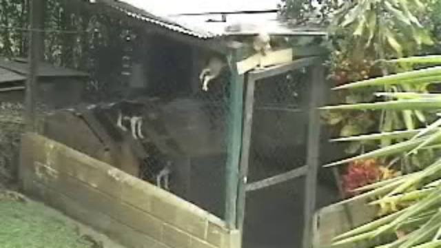 Ловкая собачка смотреть онлайн