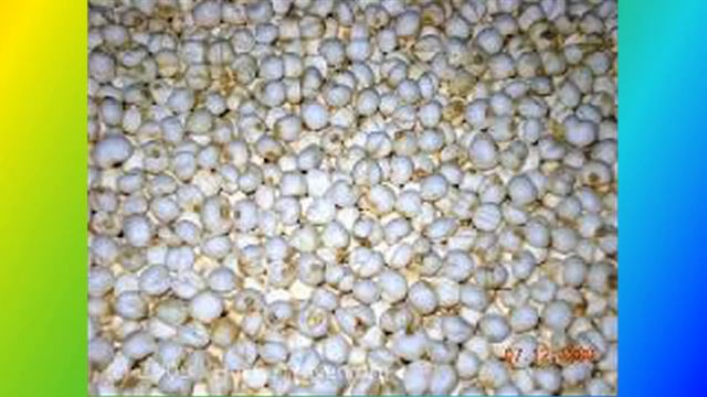 Xuyên bối mẫu – Dược thảo quý trị ho смотреть онлайн