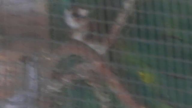 КАНАРЕЙКА ВЫСИЖИВАЕТ ЯЙЦА.ЧИЖ ПОМОГАЕТ. смотреть онлайн