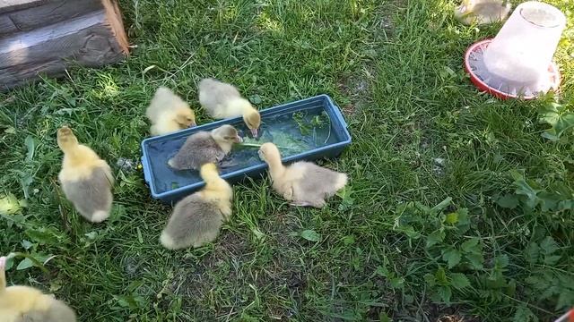 Открытие купального срзона. Гуси датский легарт смотреть онлайн