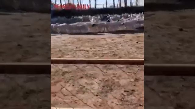 Овцы ходят по кругу «Двенадцать дней без остановки» в Монголии, и никто не знает, почему 2022 смотреть онлайн