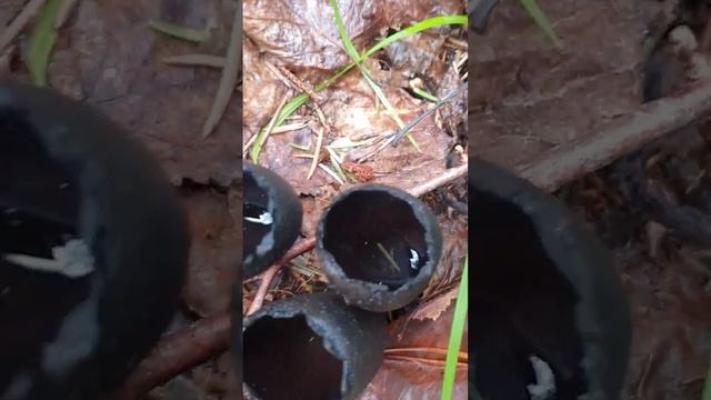 УРНУЛА БОКАЛОВИДНАЯ ! ИЗУЧАЕМ ГРИБЫ ! смотреть онлайн